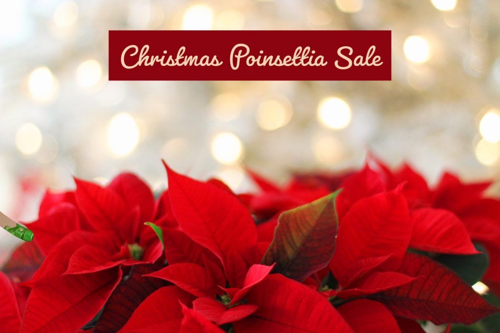 Christmas Poinsettias and other Winter Greenery are NOW available for ordering. Support our Grade 10 Mexico Missions team.